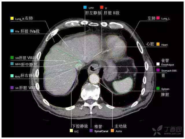 掌握这篇解剖，晋级腹部CT影像诊断高手（精细版）