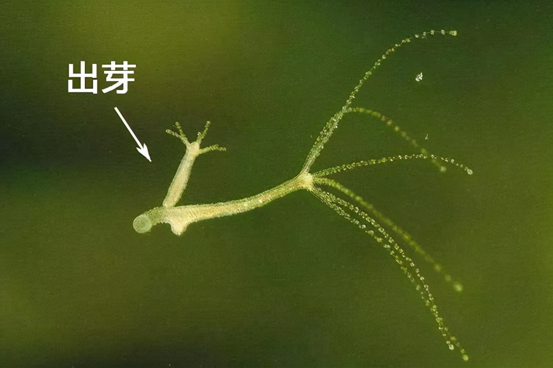 水花(鱼苗)育苗:常见的八类水生敌害虫类及其防控
