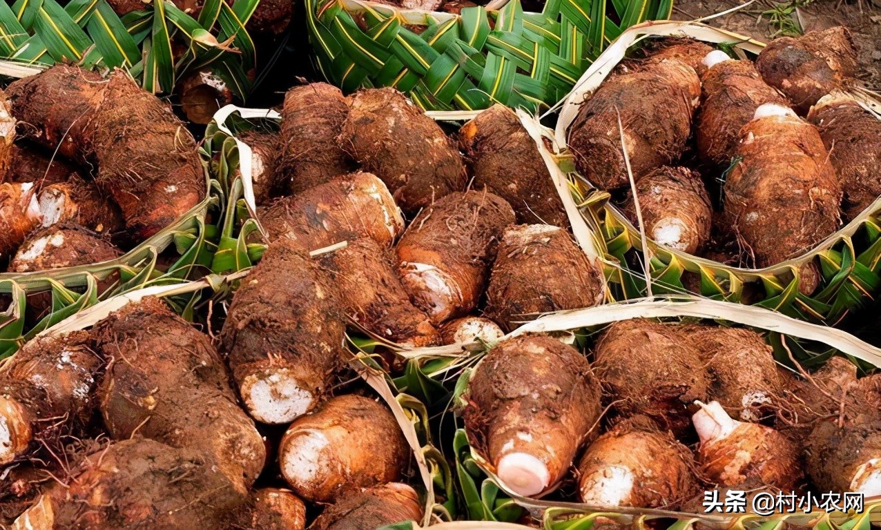 农村种辣椒不赚钱？学会了跟这5种农作物混种，你就能高产多卖钱