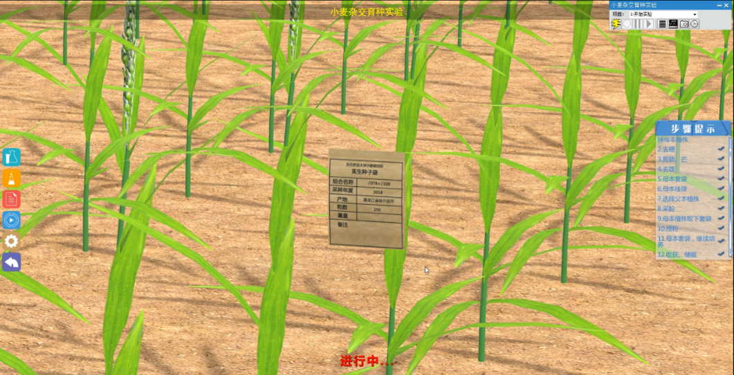 北京欧倍尔作物育种杂交过程－小麦虚拟仿真软件