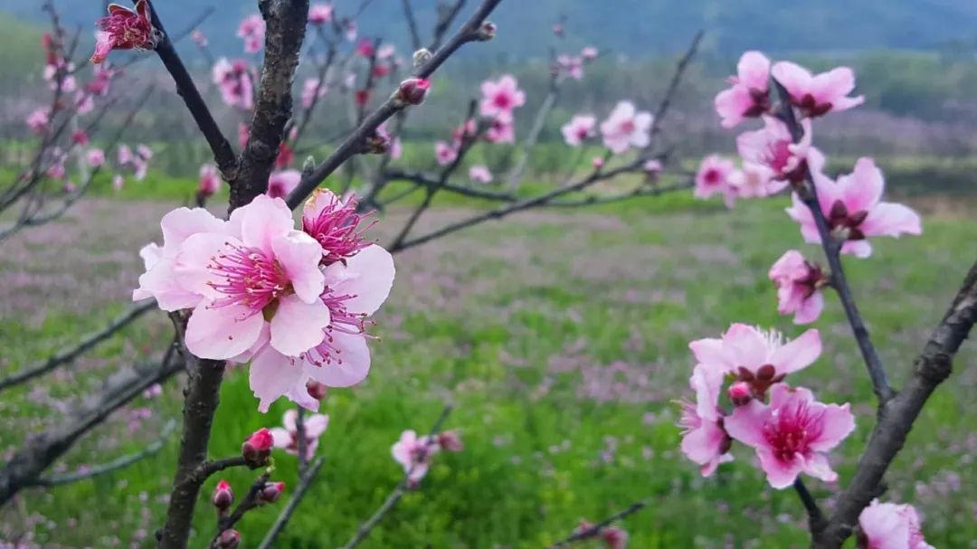 人均300+这个避暑胜地堪称“中国最美后花园”，