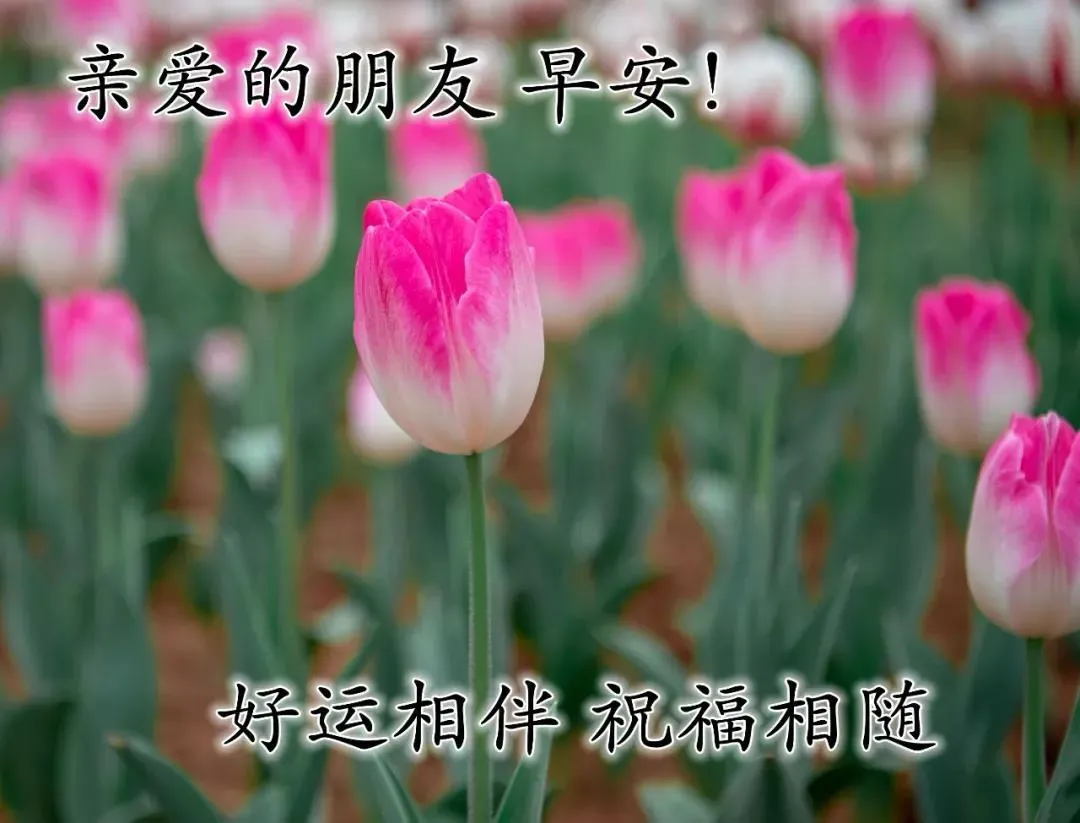 早上好表情动态 祝福语问候语 图片