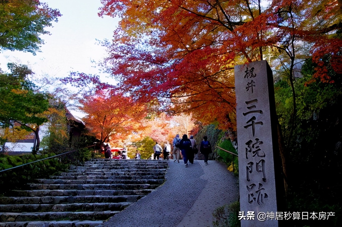 最令人期待的日本之秋，莫过于这一抹红