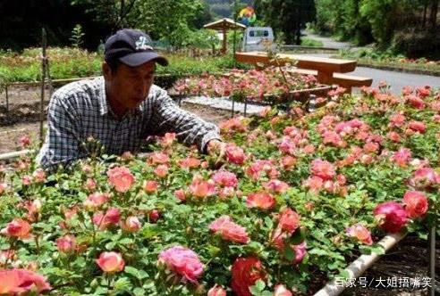 Love love love - send 3 red roses to give every week die old partner