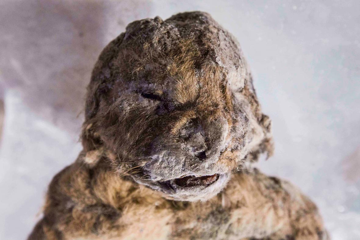4.3万年前洞狮尸体被发现，保存完好！这种史前狮子长什么样？