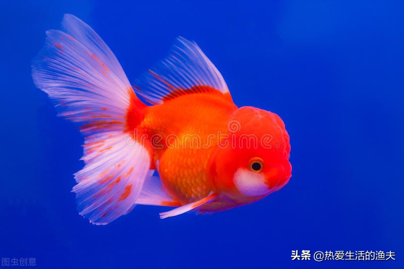 金魚體表出血是什麼原因呢 熱愛生活的漁夫 Mdeditor