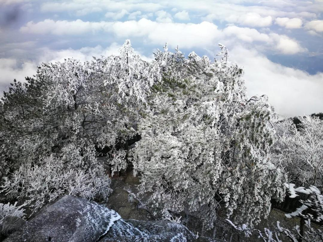 美哭｜3月2日天岳幕阜山现大面积雾凇美景，晶莹剔透美极了.