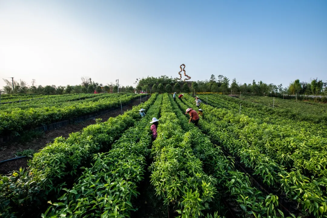 铜梁.龙乡绿道:在巴岳玄天下延展超级步行重庆的新可能性