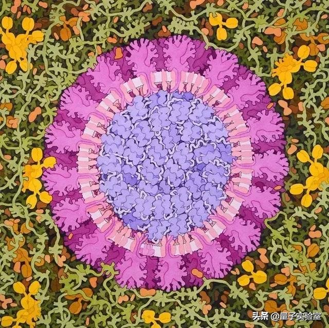 從能量到熵，生物體是如何維持高度有序的？