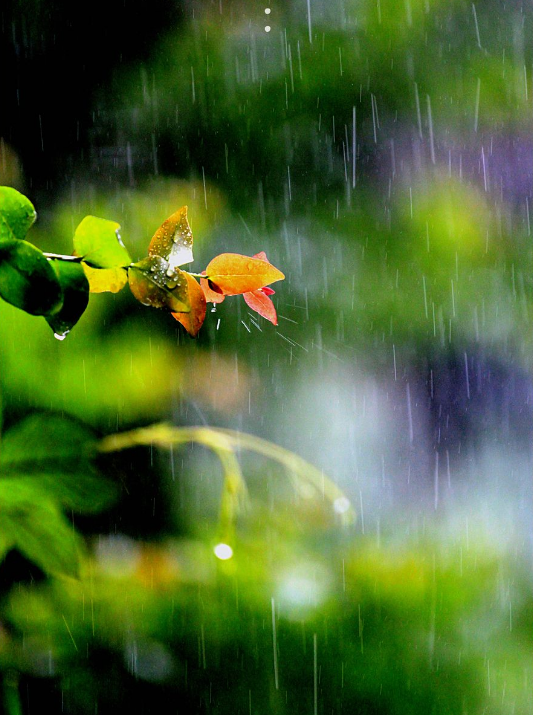 夏天雨的诗句美好诗句，描写夏雨最美诗词