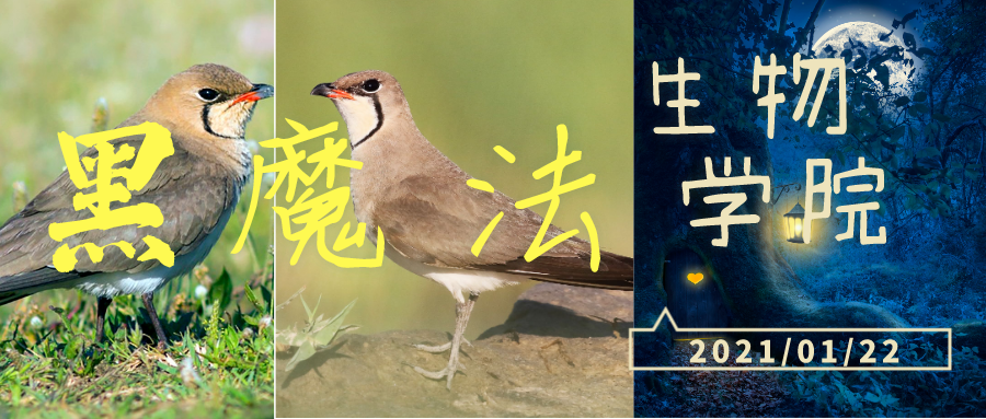 我不叫喂，我是艾利斯頓商學院的領燕鴴