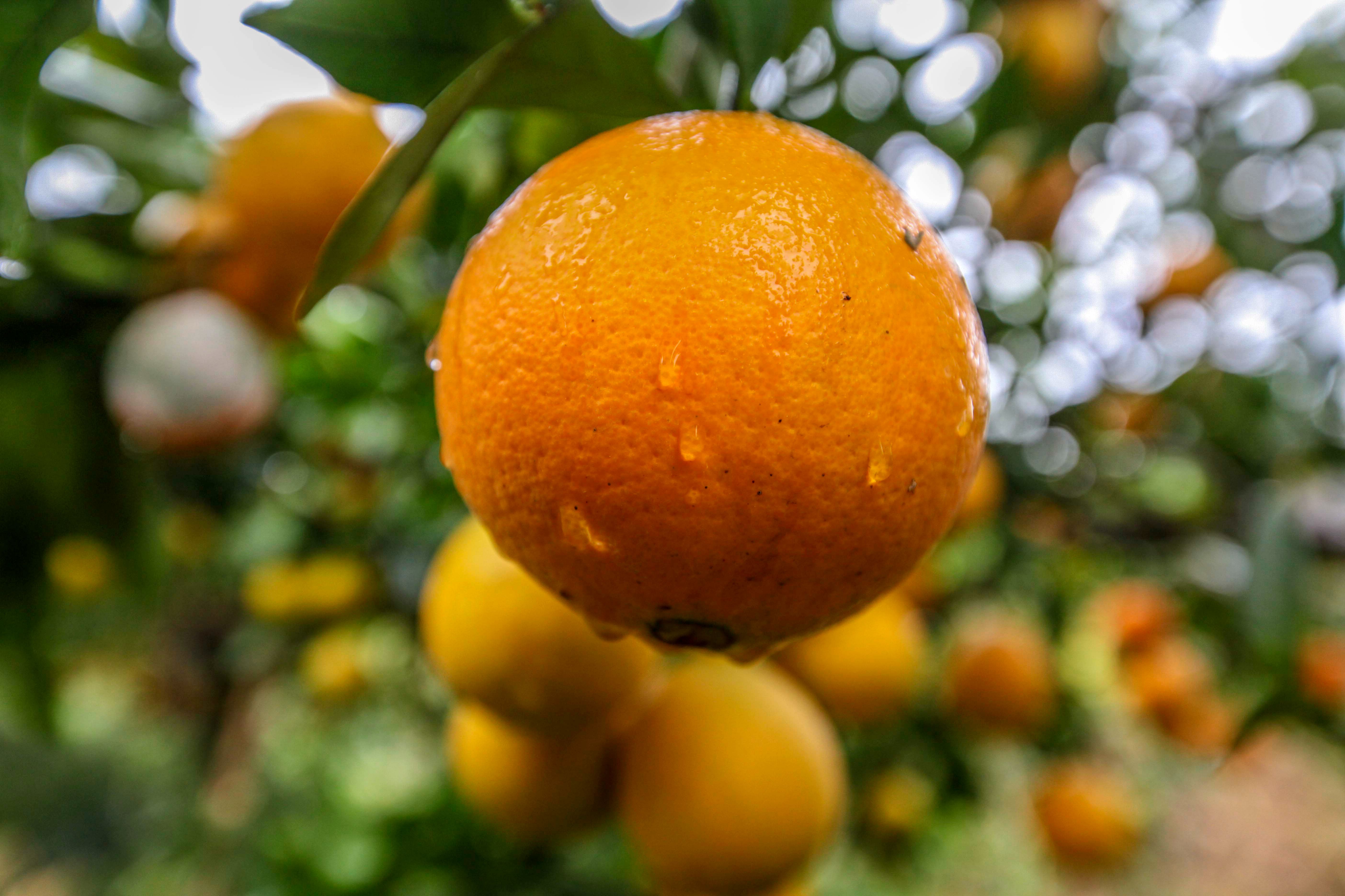 关于脐橙的美文描写赣南脐橙的美文