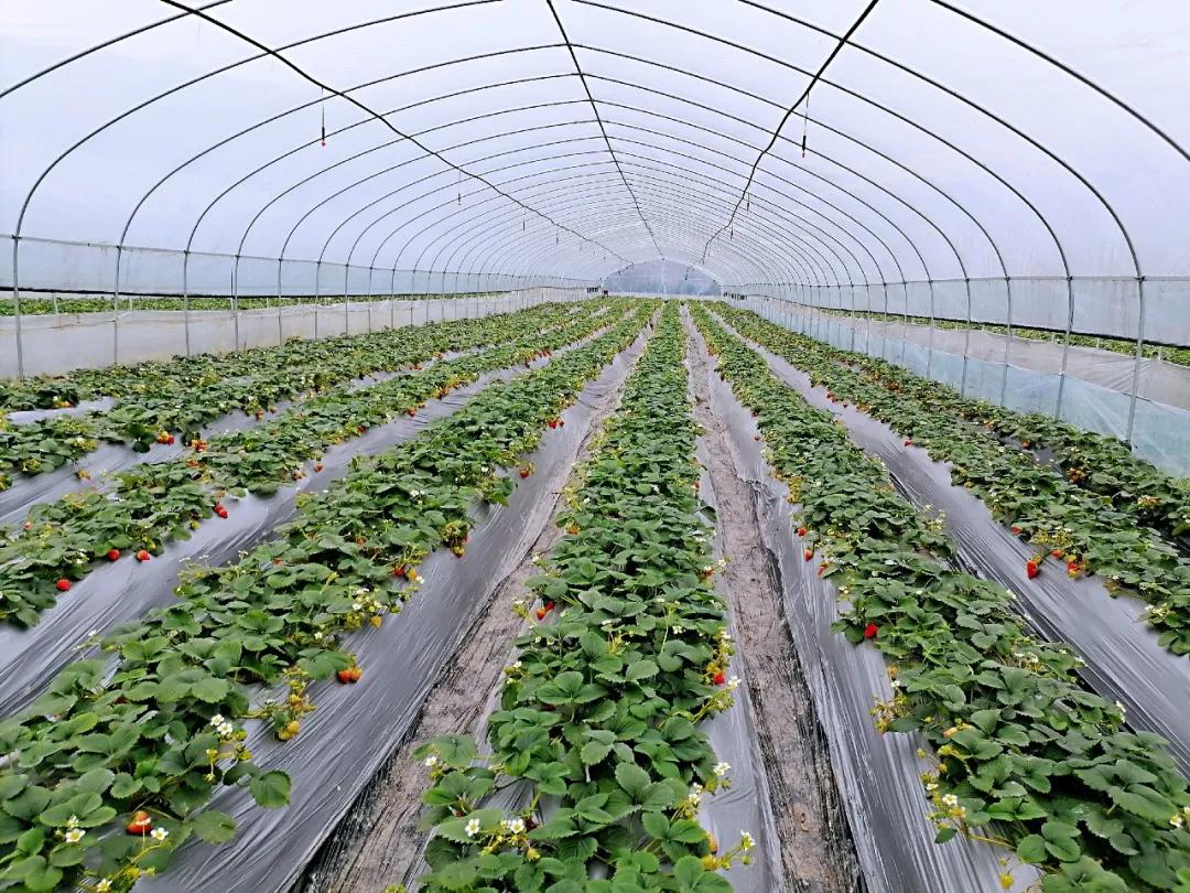 新年出游就是要你嗨！你的春游秘籍请查收