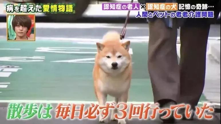 日本81岁奶奶和柴犬同患老年痴呆，分开2年后感人一幕发生了