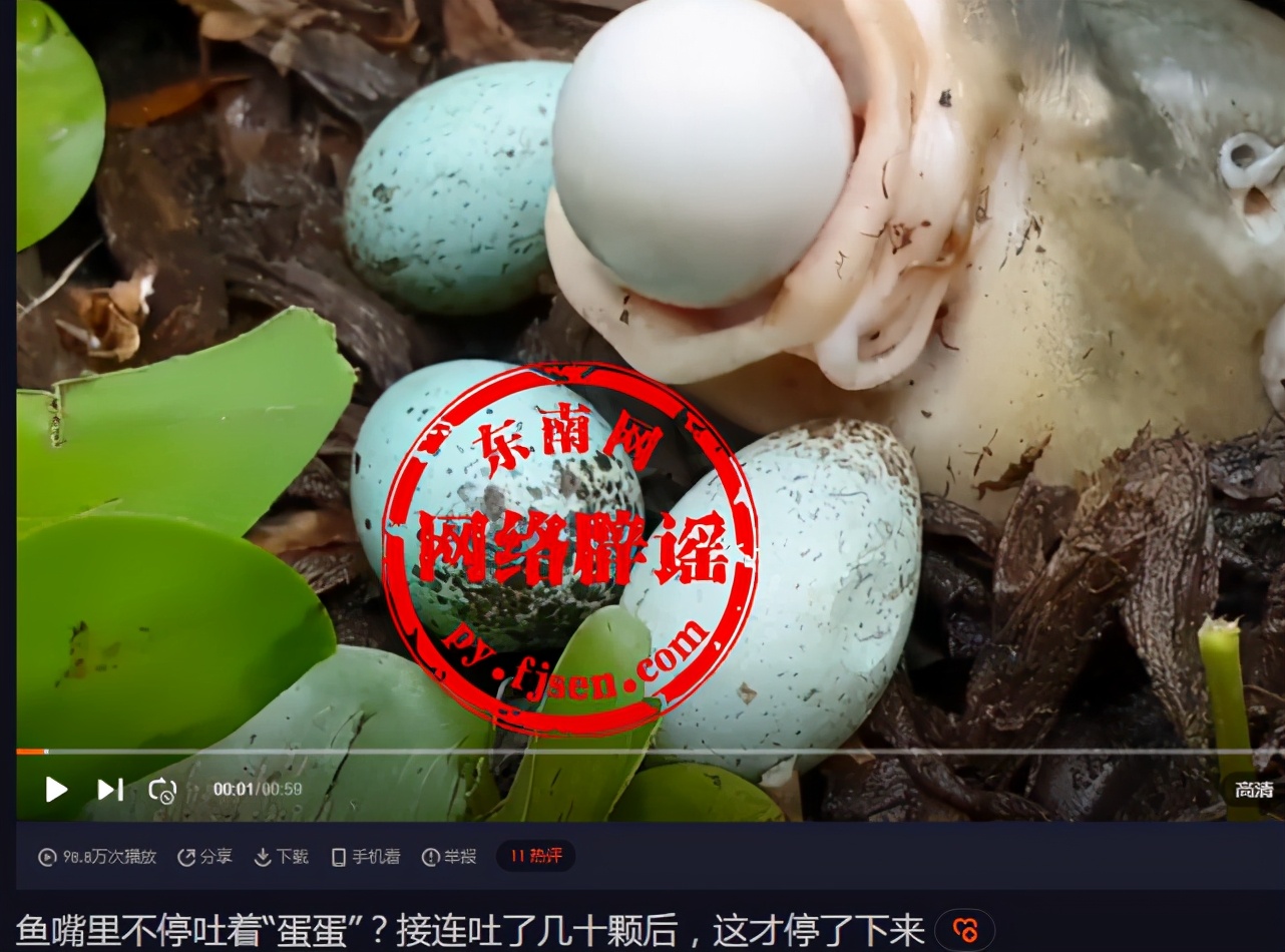 鱼嘴里连续往外吐“蛋”，会生蛋的鱼？真相揭晓了