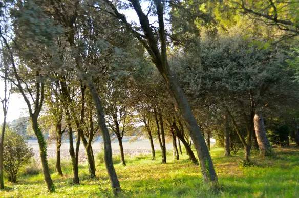 罗纳河谷：法国最大的法定红葡萄酒产区