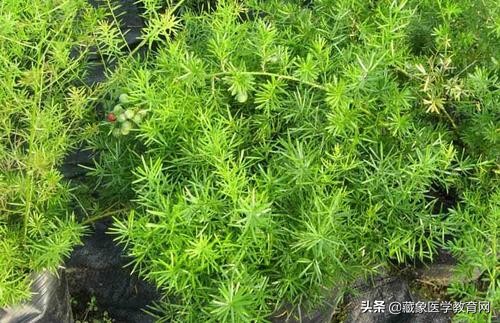 初秋已来，这几味中医药滋阴润燥最好，《神农百草经》都有提到