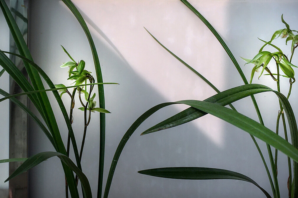 寒蘭什麼時候開花 哪些地方不能養殖它 需要的基本條件有哪些 農藝師老周 Mdeditor