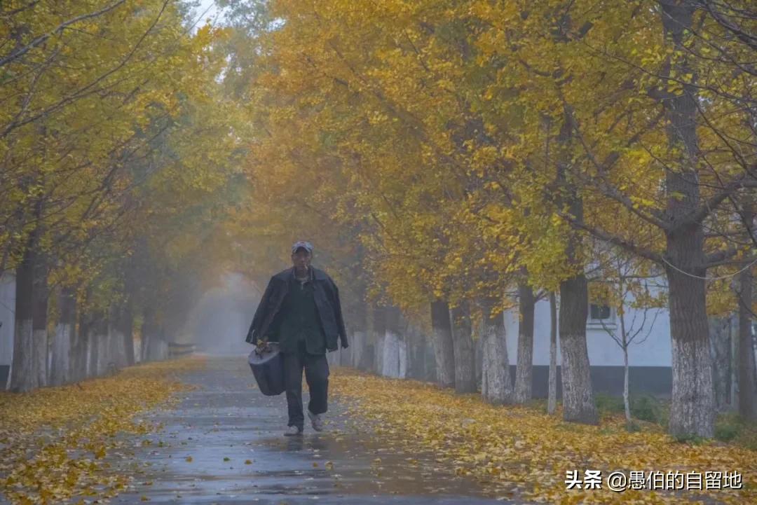 中国最美乡村“银杏时光隧道”，一个在徐州，一个在砀山的葛集镇