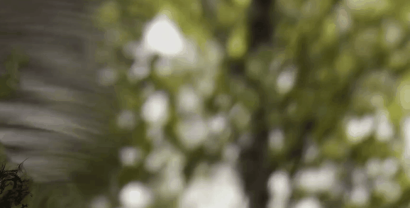 把人誤認為對象，交配季對人腦袋狂風暴雨，一無是處成為最佳鳥？