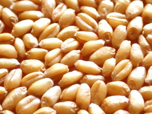 為什么小麥要拌種？小麥拌種就選三元復配