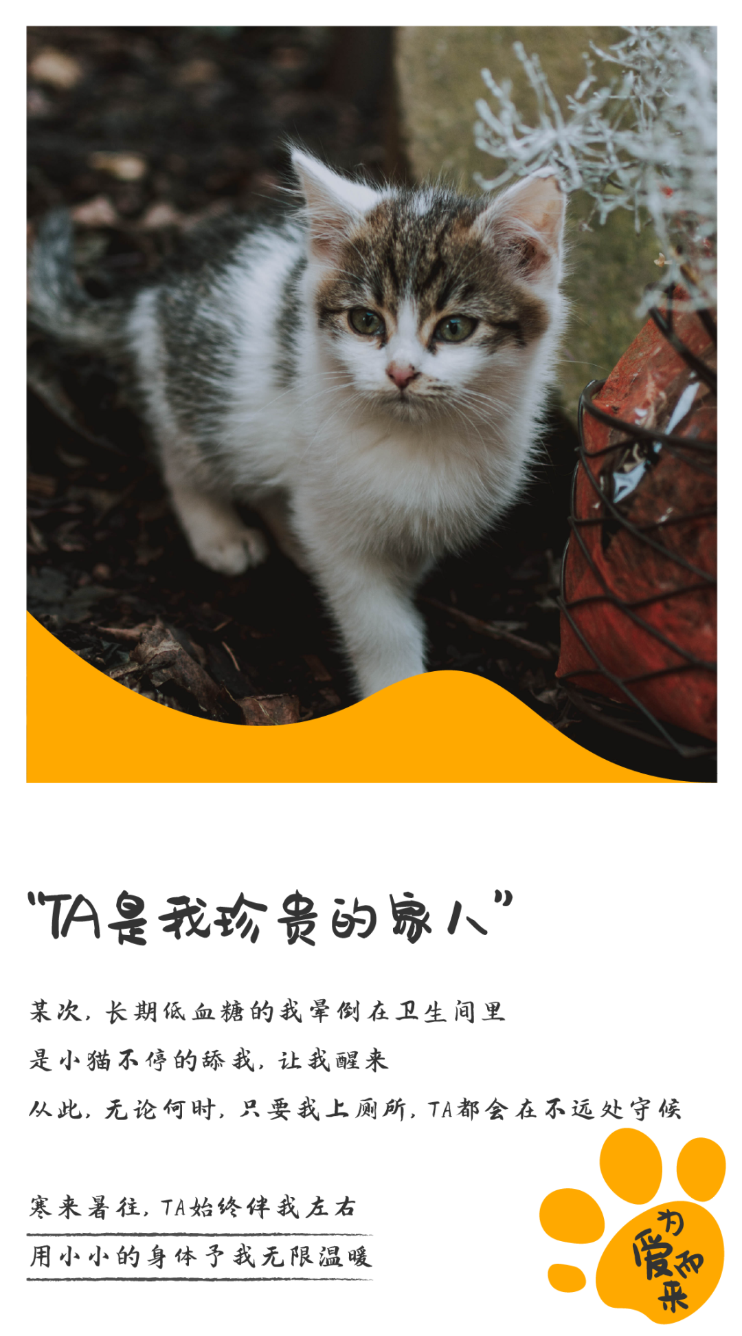 温馨暖冬计划开启，一起为流浪的毛孩子们加油