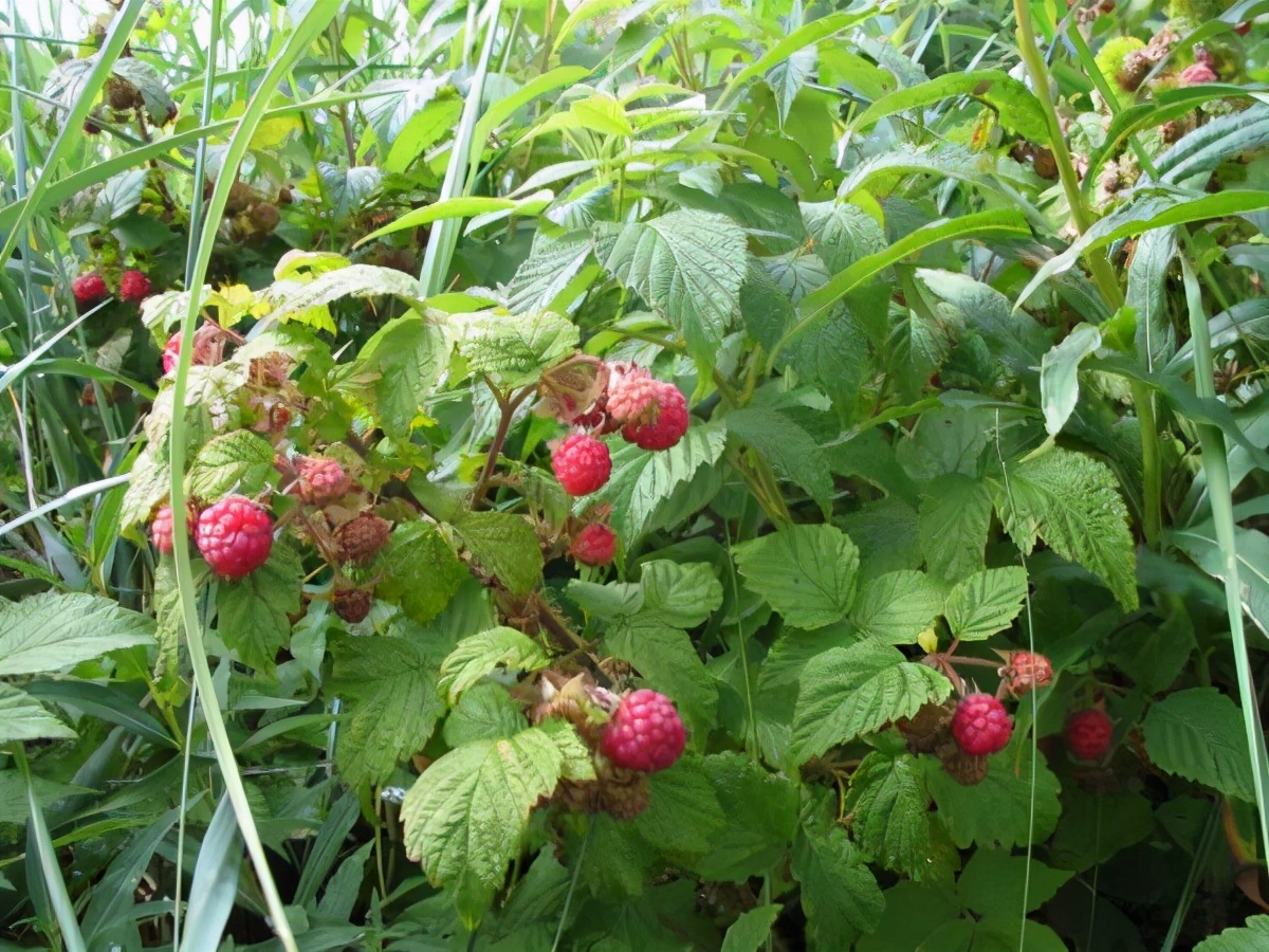 3月就开始结果，味道酸酸甜甜，以前满山是，现