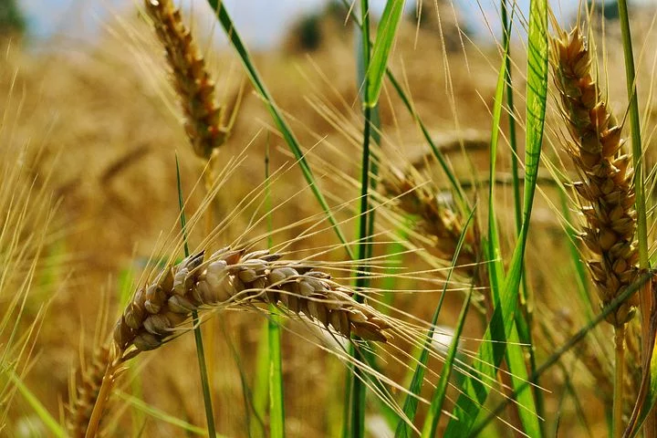 最近山东的乡村合并为什么那么火？到底怎么回