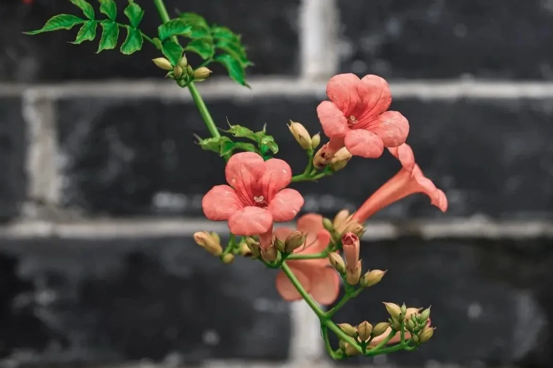 怒放的凌霄花！台儿庄古城城墙上的那一抹红