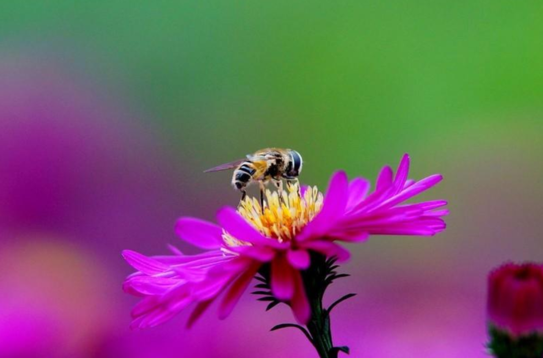 十首有关蜜蜂的诗词，让大自然频添生趣