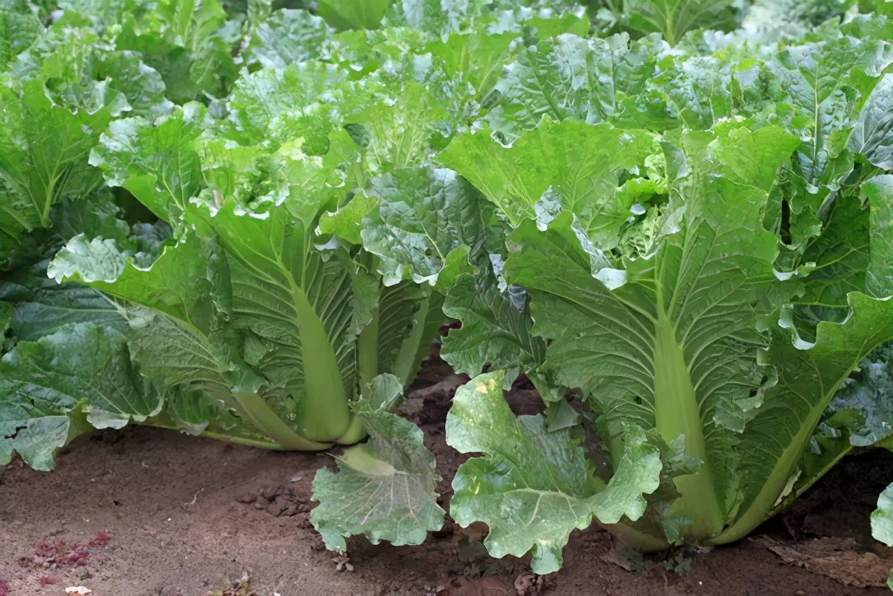 無氮不生長(zhǎng)，無磷難成花，無鉀不上色，無硼難坐果，缺鈣裂果多