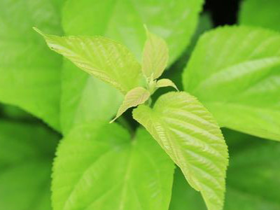 春分吃芽，5種�春芽�可多吃，2種�毒芽�不能吃，健康最重要