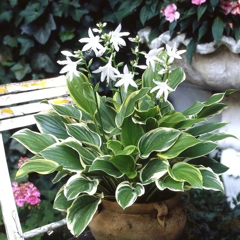 公認好養的6種耐陰花 光線不好也能生長 家裏養幾盆 清雅大方 養花愛好者 Mdeditor