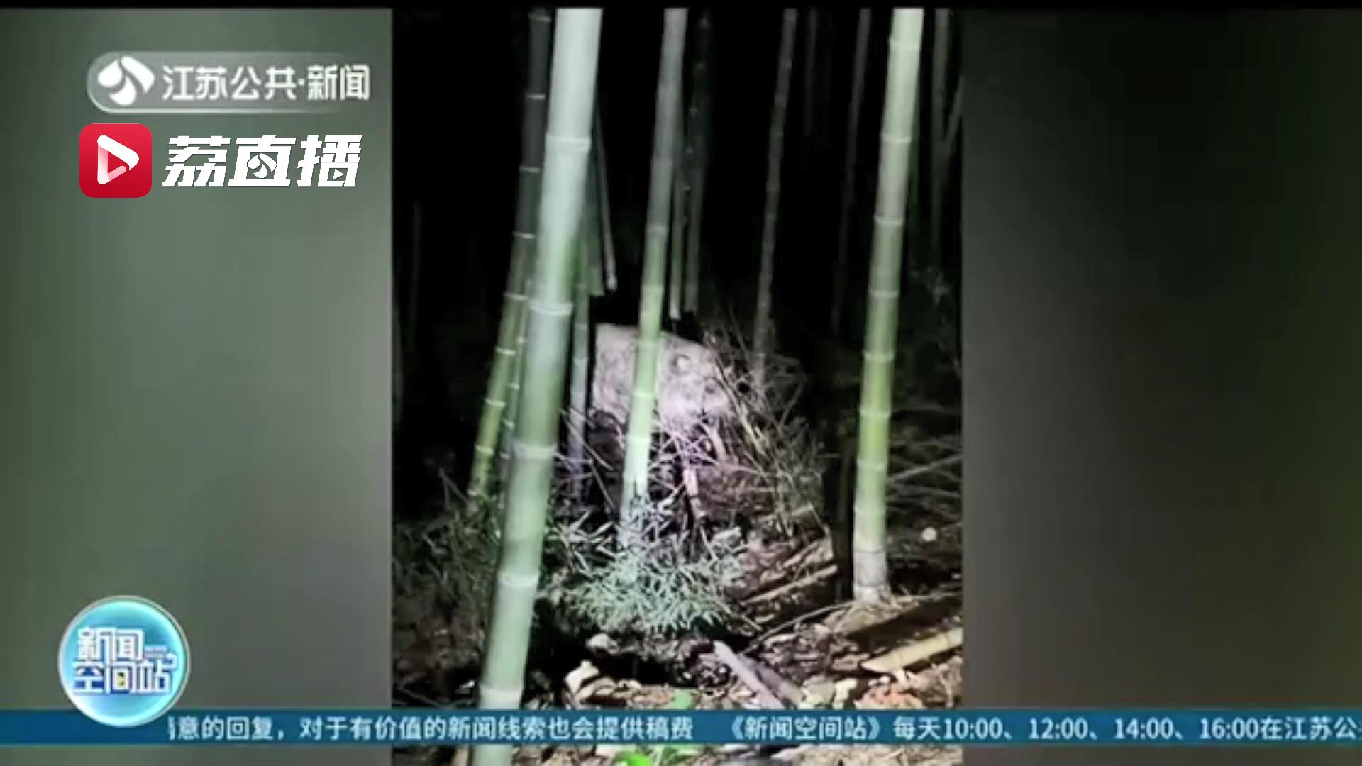 200多斤重野猪多次闯入酒店还伴有攻击性 溧阳警方迅速处置果断击毙