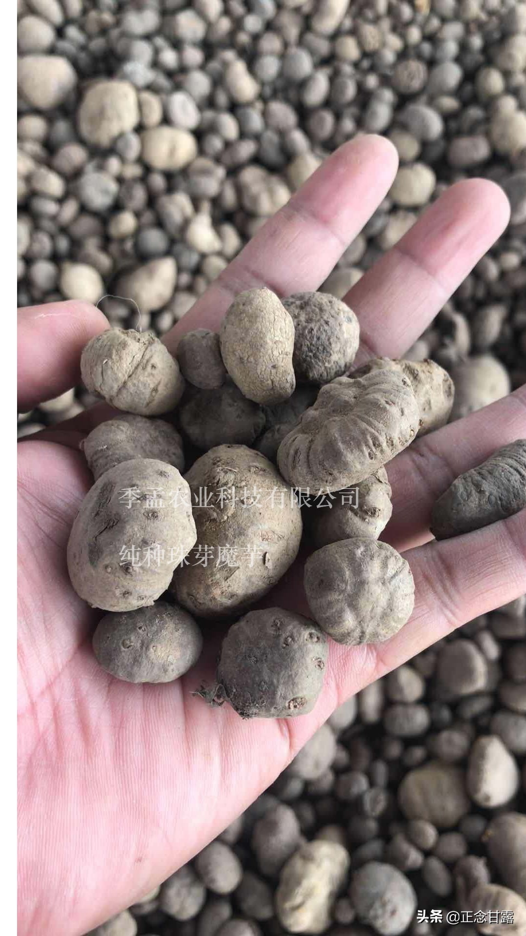 发展中的魔芋种植市场，切记小心买错种错了品种