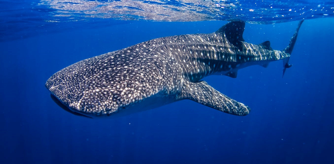 体重可达12000多公斤寿命百年深海中最大的鱼类鲸鲨