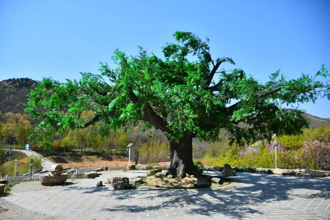 热播剧《温暖的味道》收官在即,这些地方火了大槐树迅速成为了知名的