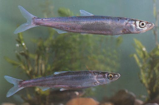 抚仙湖的鱇浪鱼在滇池,金线鲃和银白鱼的命运也和鱇浪鱼大致相同,这几