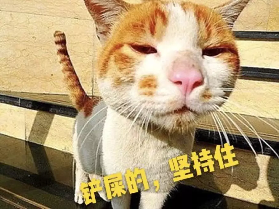 如何选对一款猫砂？