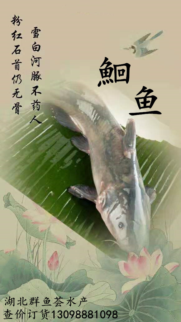 湖北鮰鱼零售价 长江鮰鱼价格