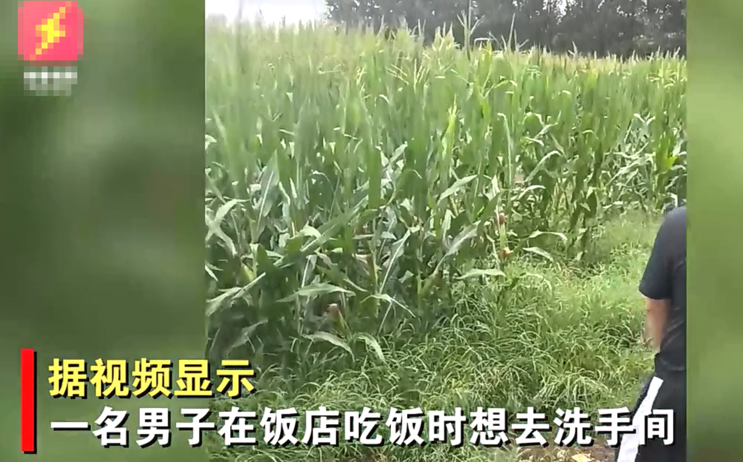 男子在饭店里上厕所，打开门之后竟是一片玉米