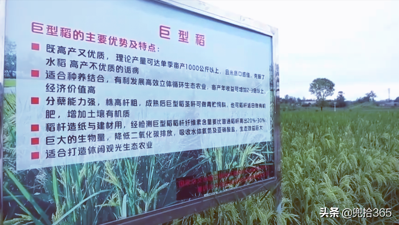 重庆大足15亩“巨型稻”火了，高度超过2米，袁隆平的预言成真了