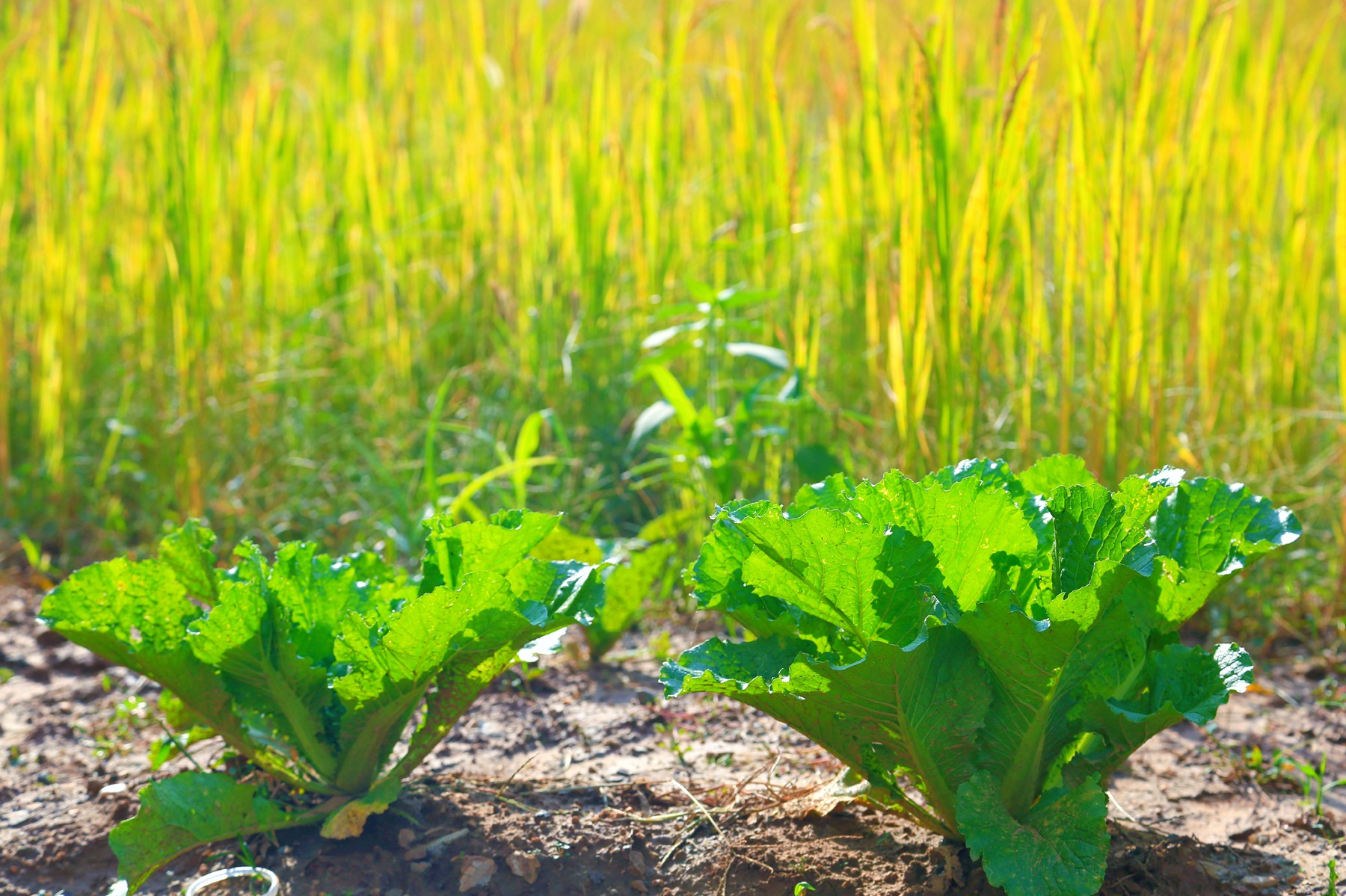 京郊密云小众亲子游，回归田园拥抱自然的超嗨假期