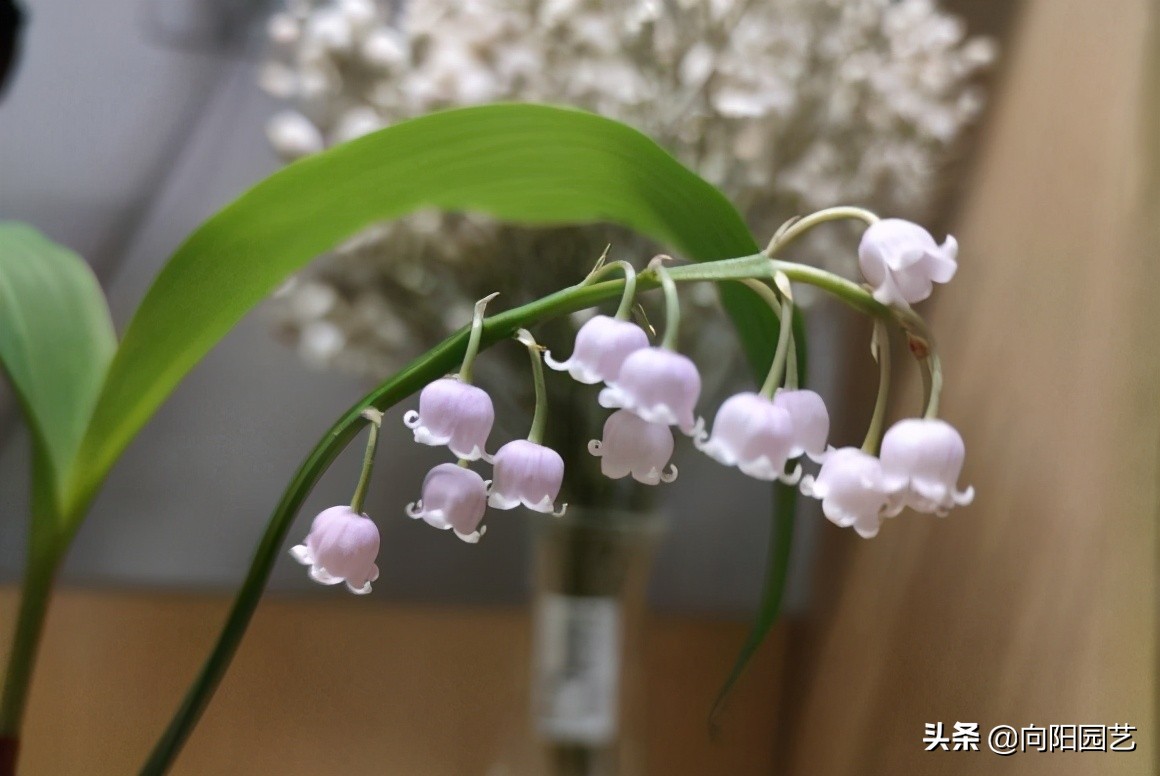 鈴蘭花怎麼養 先選對花苗 泥炭土栽種 開花的機率會更高 向陽園藝 Mdeditor