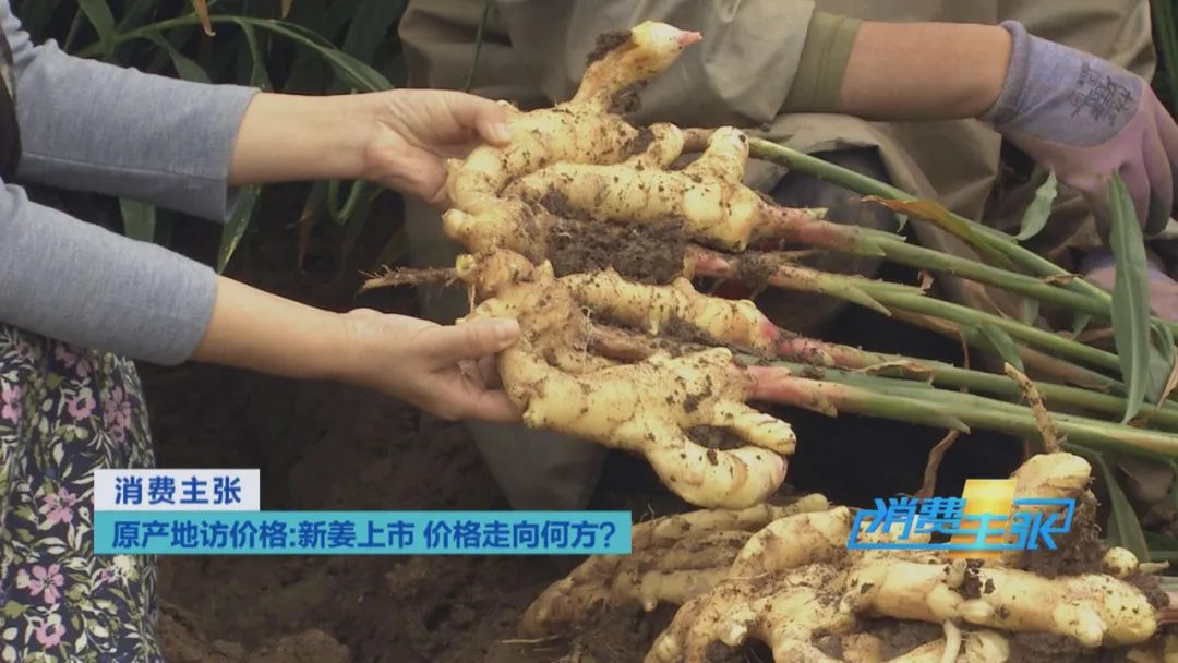 新姜收獲！有人整畝出售，有人窖里深藏，生姜價格走向何方？