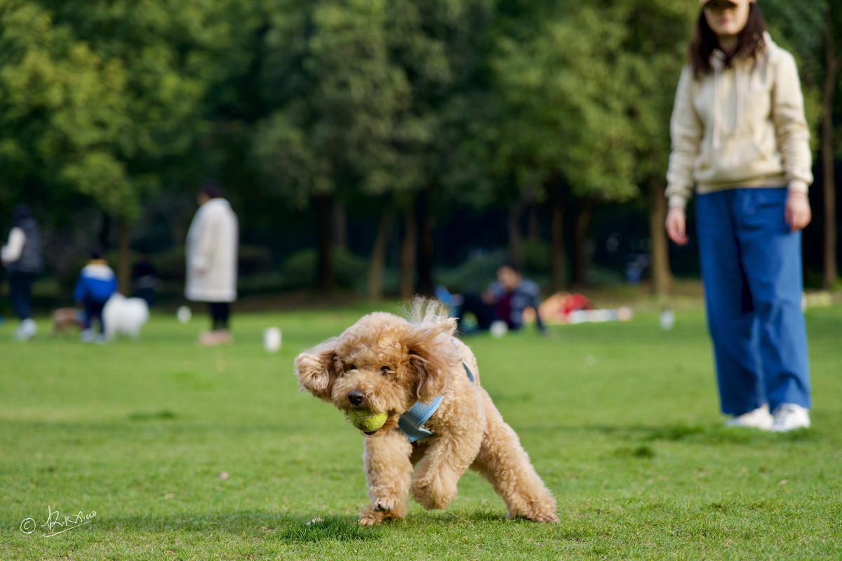 泰迪犬这5种“搞笑”行为，很可能是生病了，宠主要重视！-第5张图片-大千世界