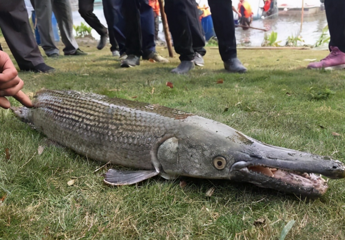 水中杀手雀鳝有着鸭子一样的扁长的嘴巴但是身体又很像鲟
