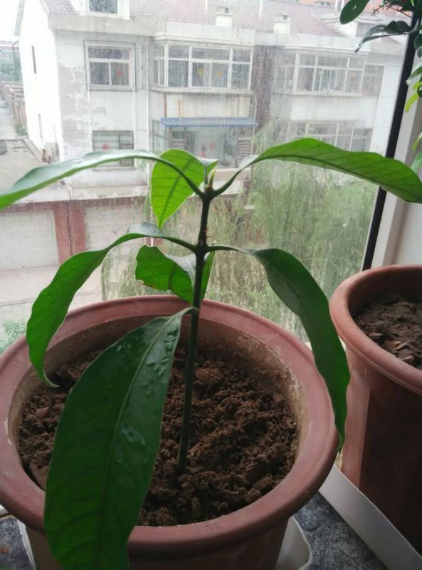 芒果核怎么变成小盆栽，“催芽”这一步最重要，不然埋土里不生根