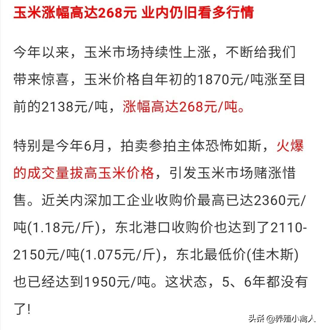 玉米价格暴涨，饲料价格上涨或将出现，养殖户