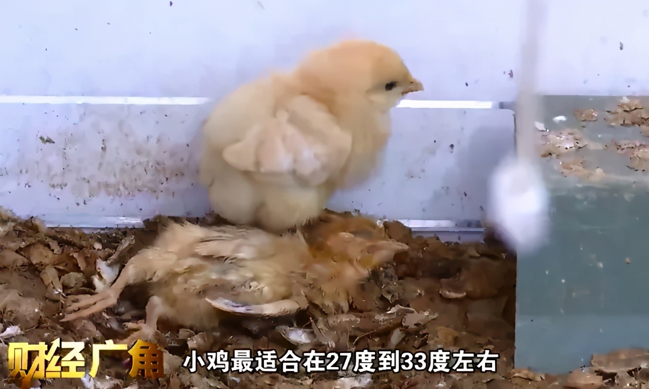 真心疼！养殖场5天死了5000只鸡